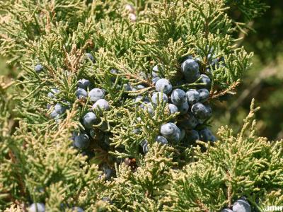 Juniperus chinensis ‘Ames’ (Ames Chinese juniper), close-up of leaves and fruit