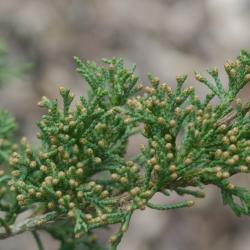 Juniperus L. (juniper), leaves showing male cones