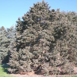 Juniperus L. (juniper), tree form