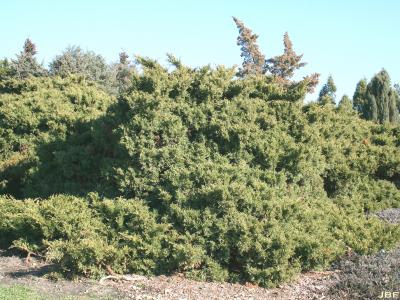 Juniperus chinensis ‘Armstrongii’ (Armstrong Chinese juniper), growth habit, shrub form