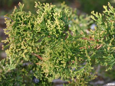 Juniperus chinensis ‘Fairview’ (Fairview Chinese juniper), leaves