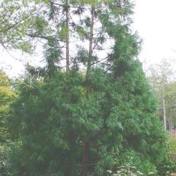 Cryptomeria japonica (L. f.) D. Don (Japanese-cedar), growth habit, tree form