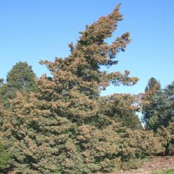Juniperus chinensis ‘Story’ (Story Chinese juniper), growth habit, tree form