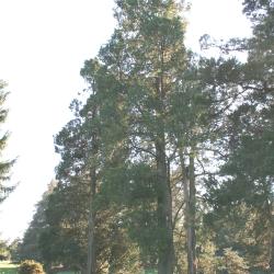 Juniperus chinensis L. (Chinese juniper), growth habit, evergreen tree form