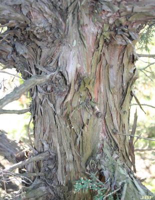 Juniperus chinensis ‘Story’ (Story Chinese juniper), bark