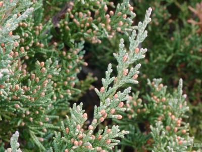 Juniperus chinensis var. sargentii Henry (Sargent’s juniper), branchlets showing male cones