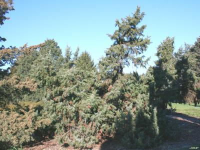 Juniperus oxycedrus L. (prickly juniper), growth habit, low growing evergreen form