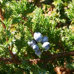 Juniperus procumbens (Siebold ex Endl.) Miq. (Japanese garden juniper), leave, fruit