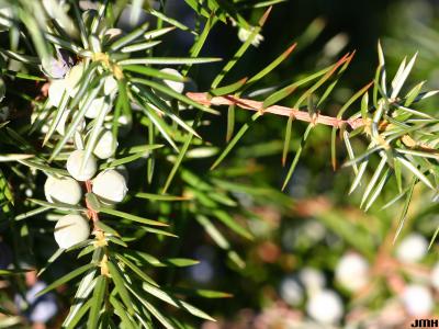 Juniperus oxycedrus L. (prickly juniper), needle, fruit
