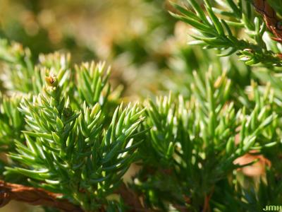 Juniperus procumbens (Siebold ex Endl.) Miq. (Japanese garden juniper), leaves