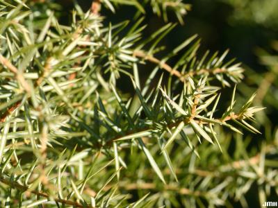 Juniperus rigida Sieb. &amp; Zucc. (needle juniper), needles
