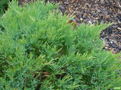 Juniperus sabina ‘Broadmoor’ (Broadmoor Savin juniper), growth habit, evergreen form