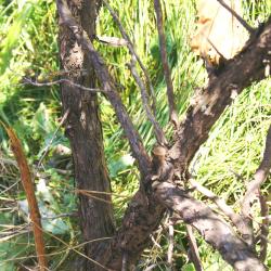 Juniperus rigida Sieb. &amp; Zucc. (needle juniper), bark