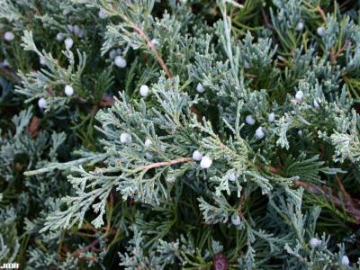 Juniperus horizontalis ‘Wiltonii’ (Blue Rug juniper), leave, female cones