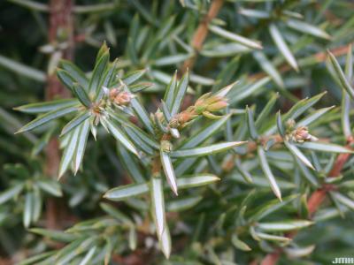 Juniperus communis var. suecica (Mill.) Ait. (swedish juniper), leaves