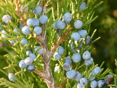 Juniperus chinensis ‘Spartan’ (Spartan Chinese juniper), close-up of fruit