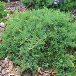 Juniperus sabina ‘Broadmoor’ (Broadmoor Savin juniper), growth habit, evergreen shrub form