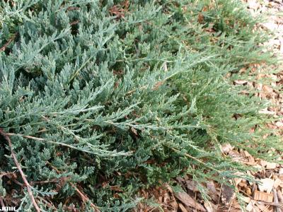 Juniperus horizontalis ‘Hughes’ (Hughes trailing juniper), leaves