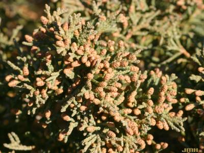 Juniperus chinensis ‘Story’ (Story Chinese juniper), male cones