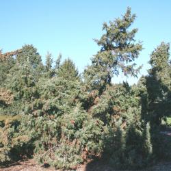 Juniperus oxycedrus L. (prickly juniper), growth habit, low growing evergreen form