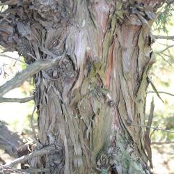 Juniperus chinensis ‘Story’ (Story Chinese juniper), bark