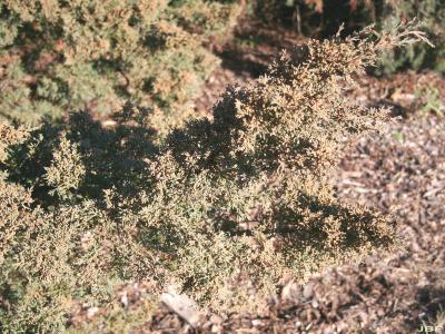 Juniperus chinensis ‘Story’ (Story Chinese juniper), branch