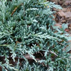 Juniperus horizontalis ‘Monber’ (trailing juniper – Icee Blue® ), leaves