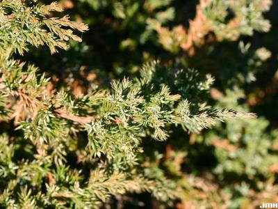 Juniperus procumbens (Siebold ex Endl.) Miq. (Japanese garden juniper) leaves