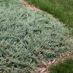 Juniperus horizontalis ‘Hughes’ (Hughes trailing juniper), growth habit, spreading evergreen form