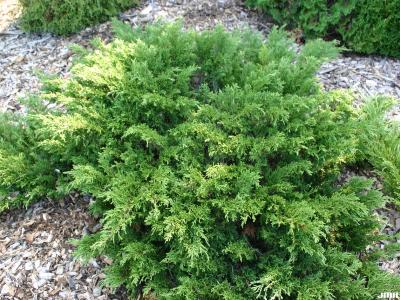 Juniperus sabina ‘Monna’ (CALGARY CARPET® Savin juniper), growth habit, evergreen form