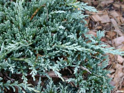 Juniperus horizontalis ‘Monber’ (trailing juniper – Icee Blue® ), leaves