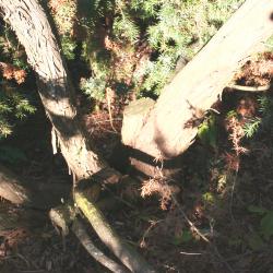 Juniperus oxycedrus L. (prickly juniper), bark