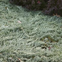 Juniperus horizontalis ‘Monber’ (trailing juniper – Icee Blue®), leaves