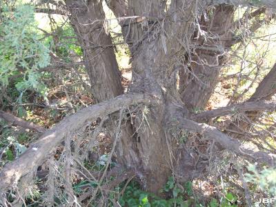 Juniperus chinensis ‘Story’ (Story Chinese juniper), bark and basal branching