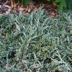 Juniperus horizontalis ‘Monber’ (trailing juniper – Icee Blue®), leaves