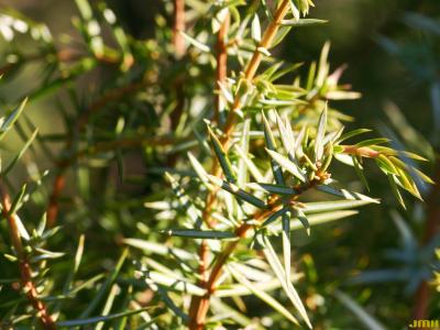 Juniperus rigida Sieb. &amp; Zucc. (needle juniper), needles
