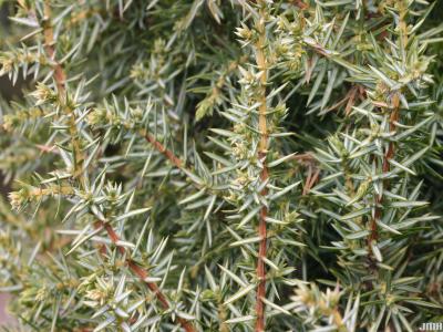 Juniperus communis ‘Cracovia’ (Krakow common juniper), close-up of leaves