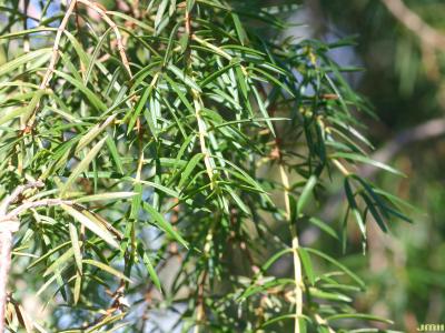 Juniperus formosana Hayata (Formosa juniper), close-up of leaves