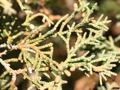 Juniperus chinensis ‘Story’ (Story Chinese juniper), close-up of leaves