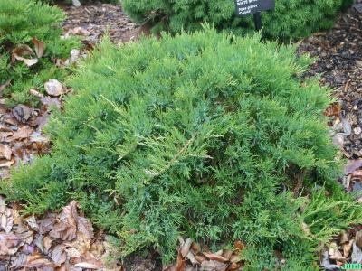 Juniperus sabina ‘Broadmoor’ (Broadmoor Savin juniper), growth habit, evergreen shrub form