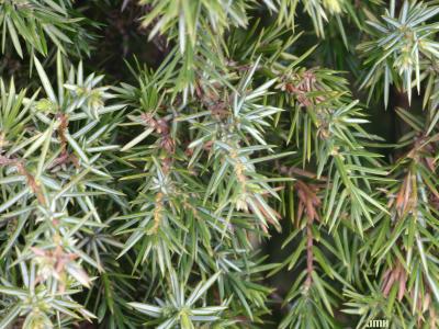 Juniperus communis ‘Cracovia’ (Krakow common juniper), close-up of leaves