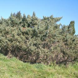 Juniperus rigida Sieb. &amp; Zucc. (needle juniper), growth habit, spreading evergreen form