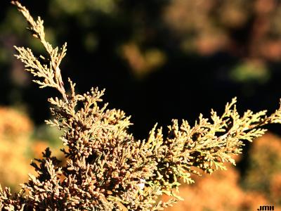 Juniperus chinensis ‘Story’ (Story Chinese juniper), leaves