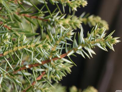 Juniperus communis ‘Cracovia’ (Krakow common juniper), leaves