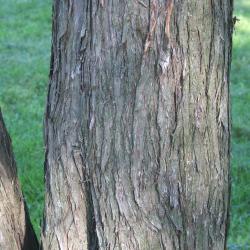 Juniperus chinensis L. (Chinese juniper), bark