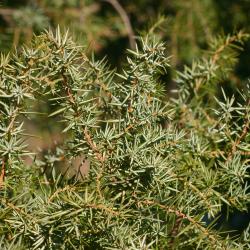 Juniperus rigida Sieb. &amp; Zucc. (needle juniper), needles