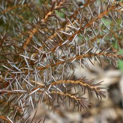 Juniperus communis L. (common juniper), close-up of leaves