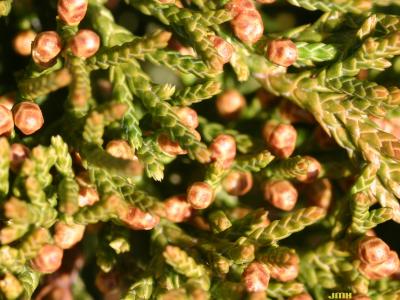 Juniperus virginiana ‘Globosa’ (Globe eastern red-cedar), close-up of male cones
