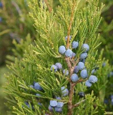 Juniperus virginiana ‘Cupressifolia’ (Hillspire eastern red-cedar), leaves and fruit