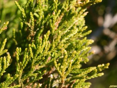 Juniperus virginiana ‘Glen Dale’ (Glen Dale eastern red-cedar), leaves